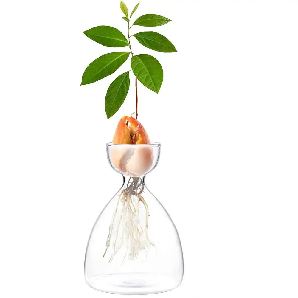 DecorBites™ Transparent Avocado Seed Starter Vase