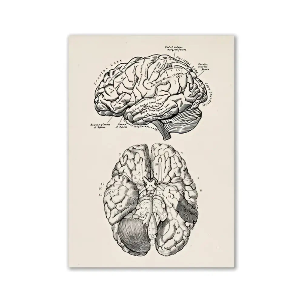 Decorbites™ vintage anatomy canvas art print featuring detailed black ink vintage human anatomy illustration on cream background