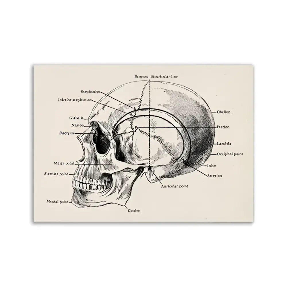 Decorbites vintage anatomy canvas art print featuring a beige anatomical skull diagram with labeled bone landmarks