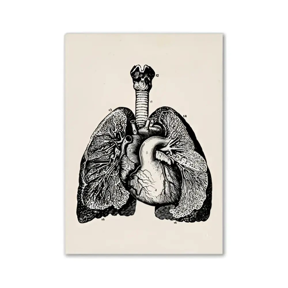 Vintage-style black-and-white human anatomy artwork of lungs and heart on cream canvas by DecorBites™ vintage anatomy canvas print