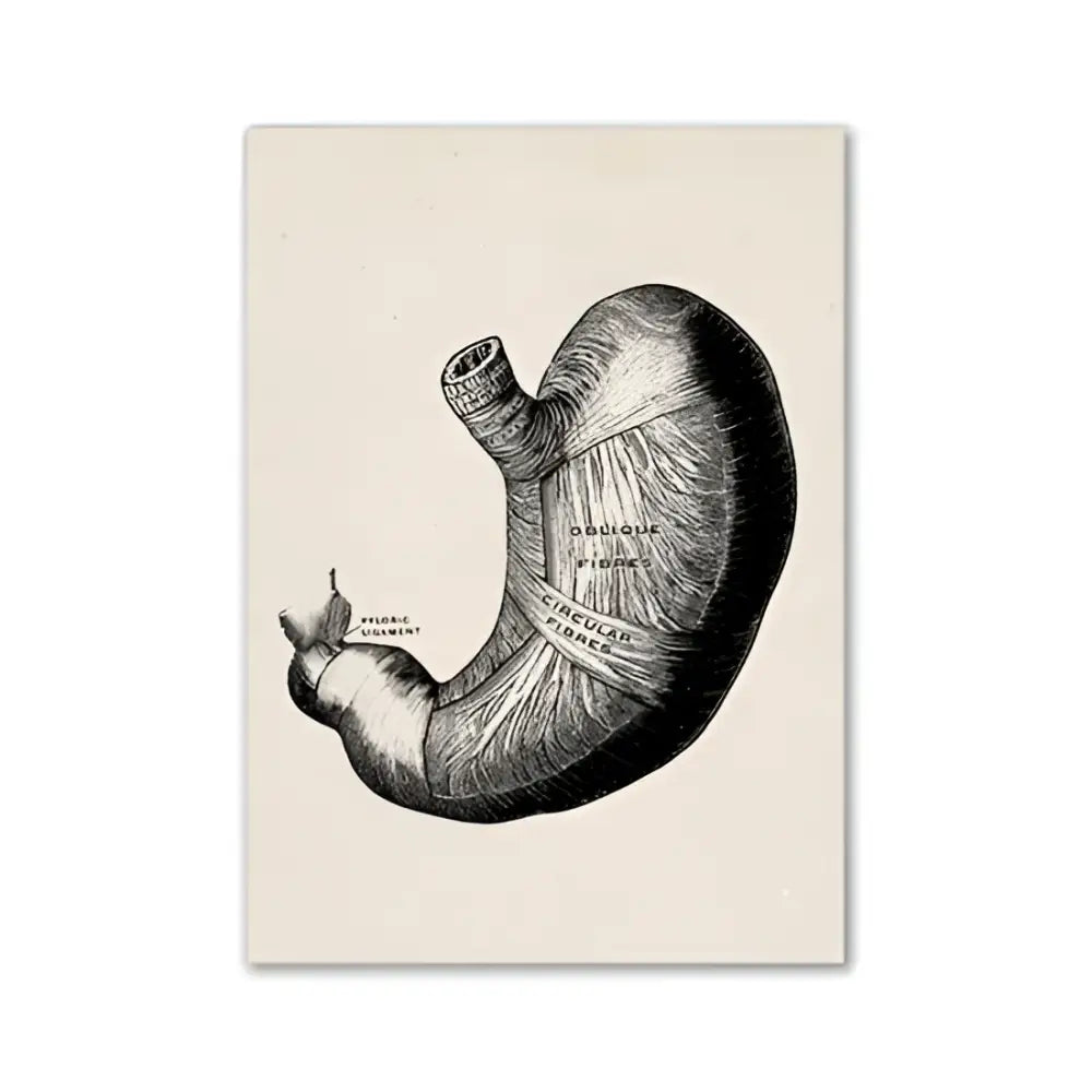 Vintage human anatomy canvas art print featuring black ink anatomical illustration of human stomach on off-white paper