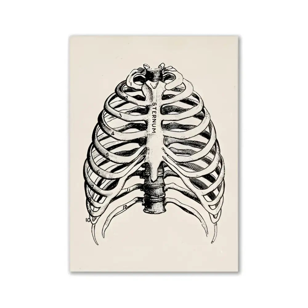 DecorBites vintage human anatomy canvas art print featuring black ink line art of a human ribcage on off-white paper