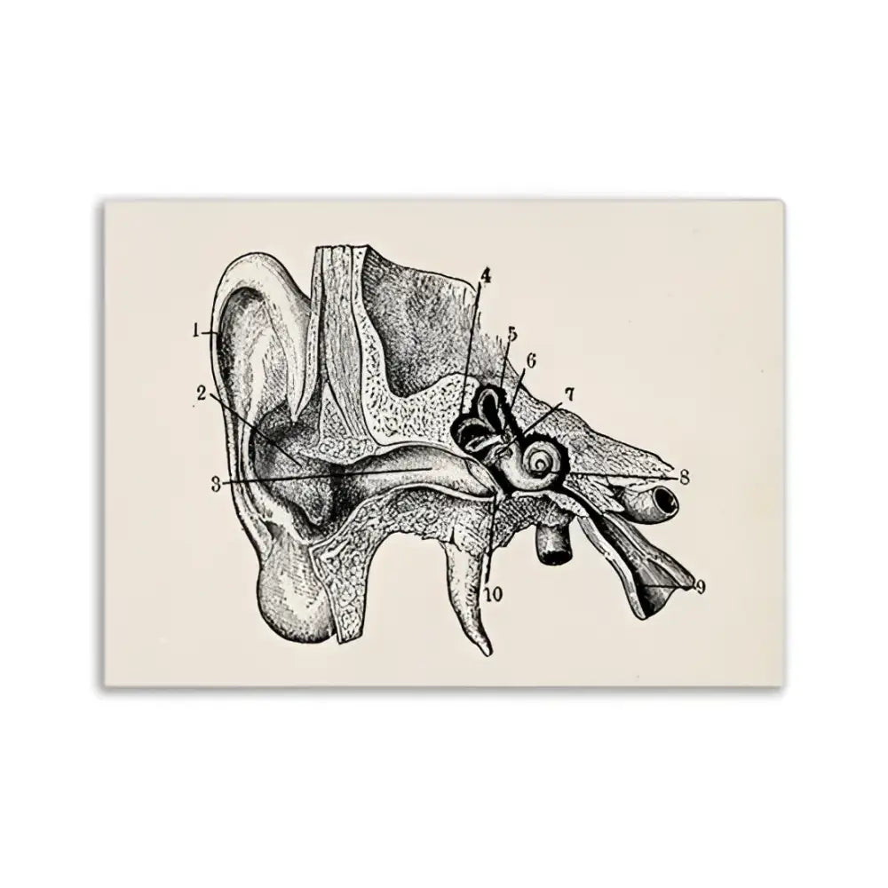 Decorbites™ vintage human anatomy canvas art print featuring black ink anatomical illustration of the human ear on beige background