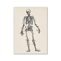 Anatomical human skeleton diagram with numbered labels on off-white paper in a vintage human anatomy canvas print