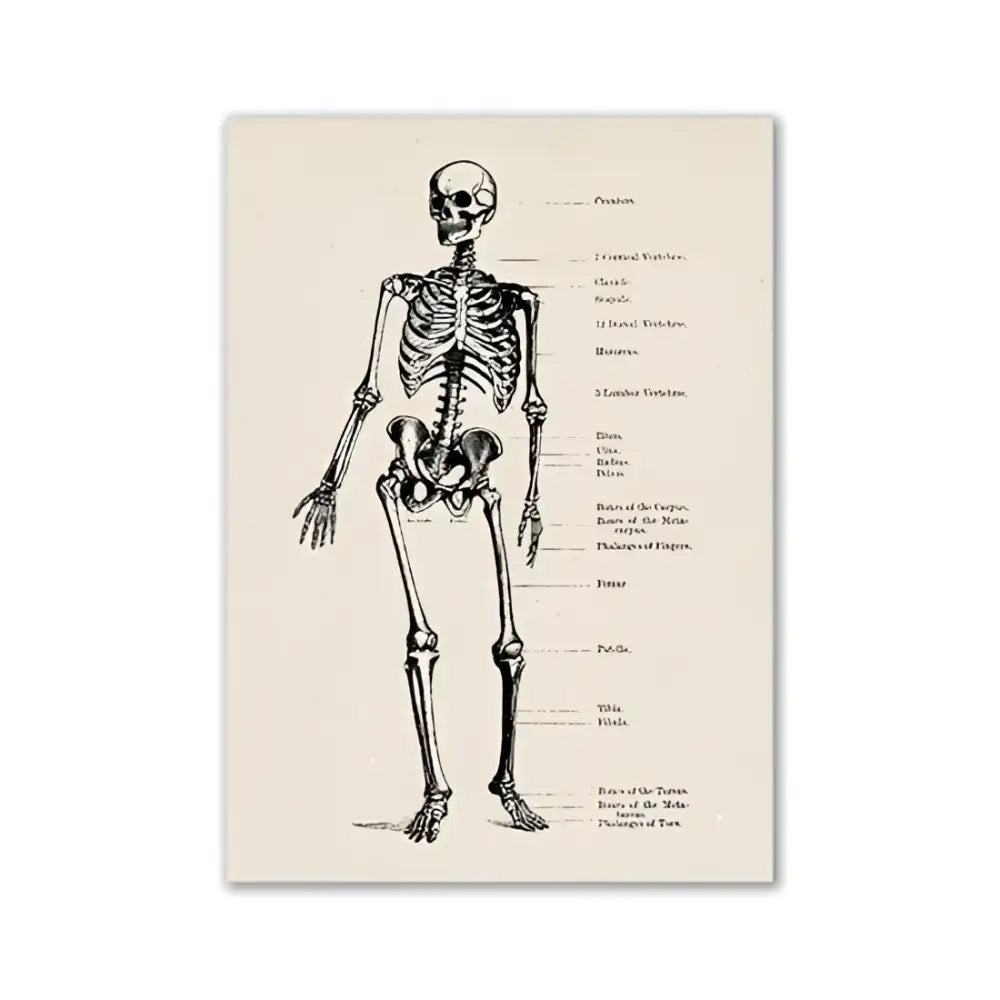 DecorBites™ vintage human anatomy canvas art print featuring a detailed human skeleton diagram on aged paper
