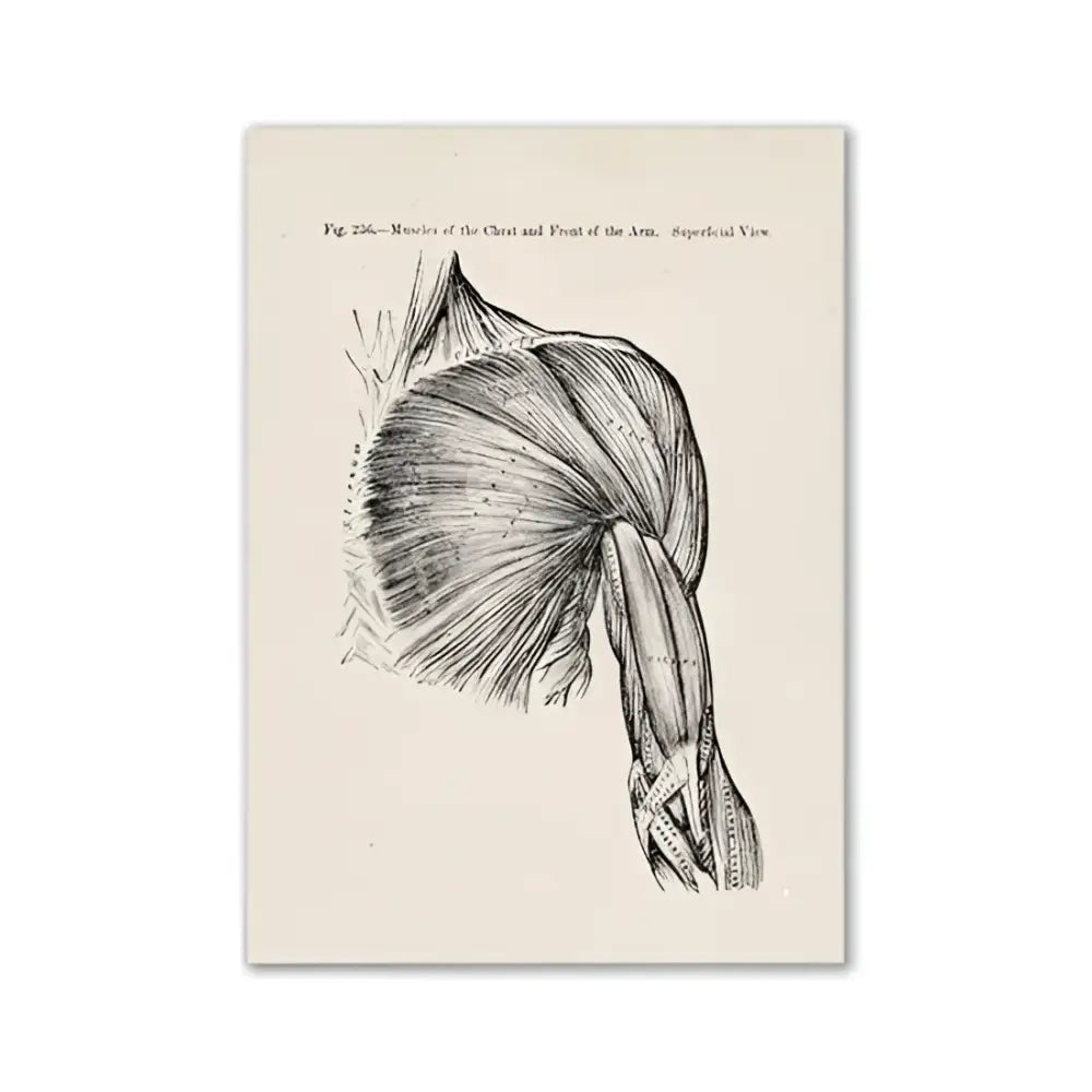 DecorBites™ vintage human anatomy canvas art print featuring detailed black and white chest and arm muscles illustration