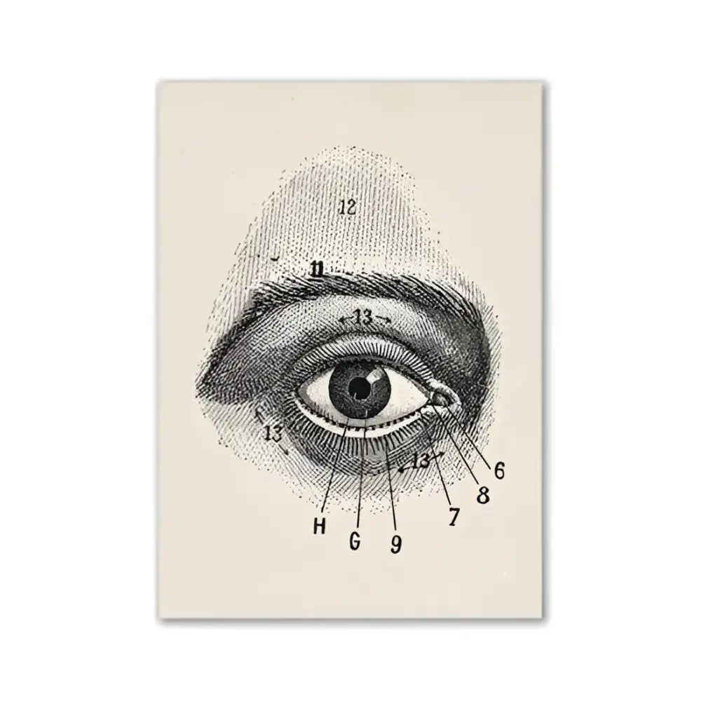Decorbites™ vintage human anatomy canvas art print featuring a cream background anatomical eye diagram with numbered labels