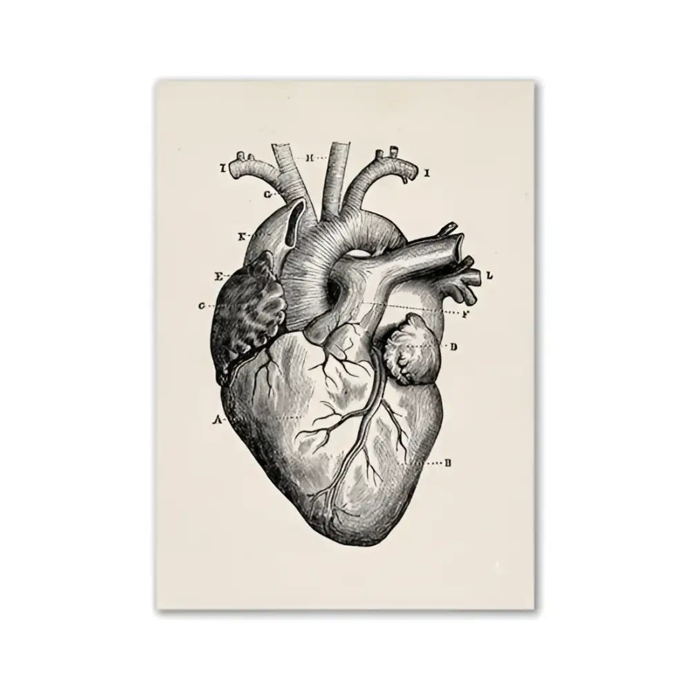 Decorbites™ vintage human anatomy canvas art print featuring detailed anatomical heart diagram on beige textured background