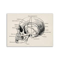 Vintage human anatomy canvas art print featuring an anatomical skull diagram with labeled bone landmarks on beige background