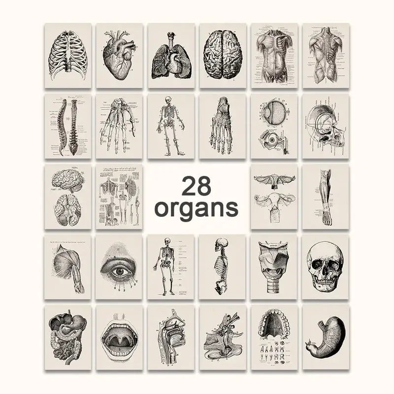 Set of 28 DecorBites™ vintage human anatomy canvas art prints featuring sepia detailed illustrations on off-white paper