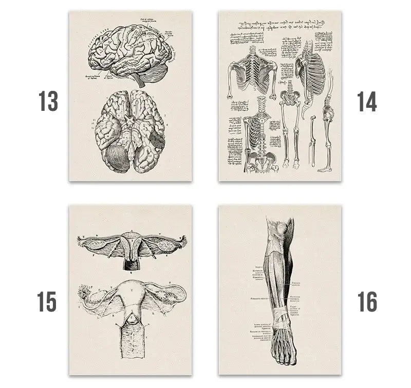 Set of four vintage human anatomy canvas prints featuring detailed black and white illustrations on off white paper