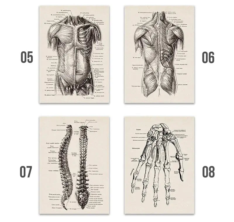 Set of four vintage human anatomy canvas art prints with detailed black and white muscle and skeleton illustrations