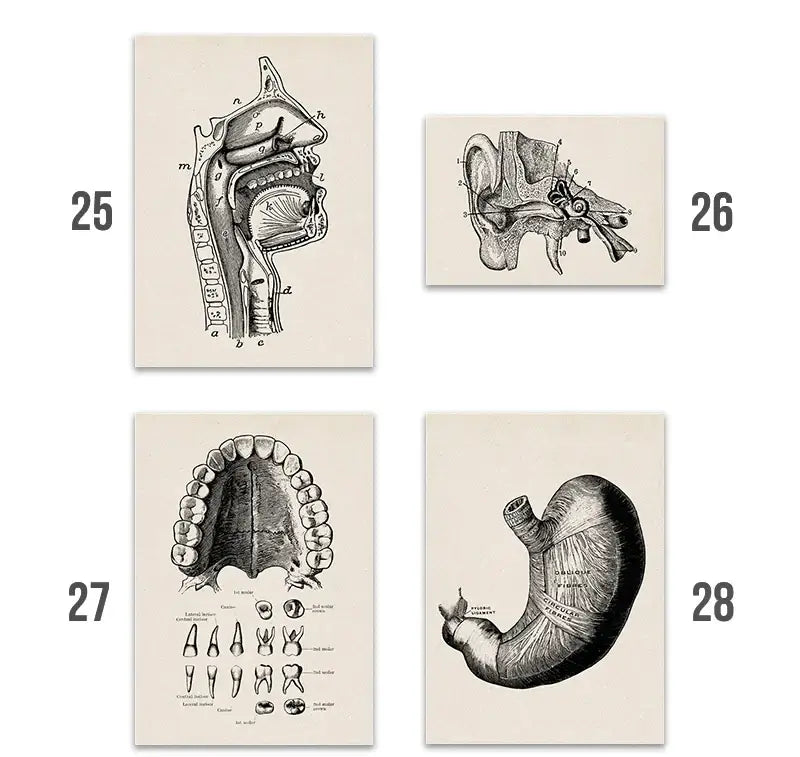Set of four decorbites™ vintage human anatomy canvas art prints featuring black-and-white mouth ear teeth and stomach illustrations