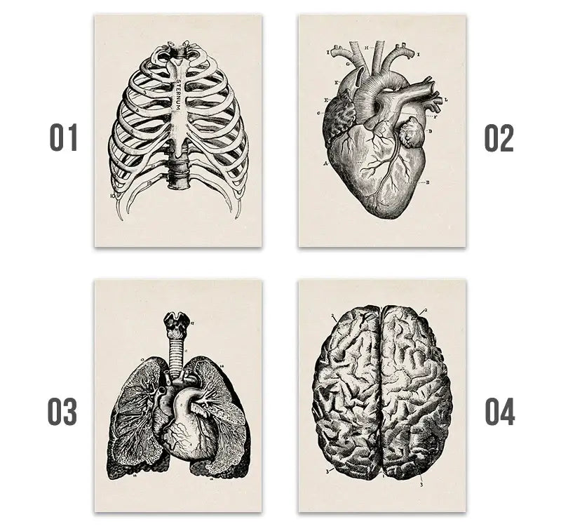 Set of four vintage human anatomy canvas art prints featuring black and white detailed illustrations on cream paper