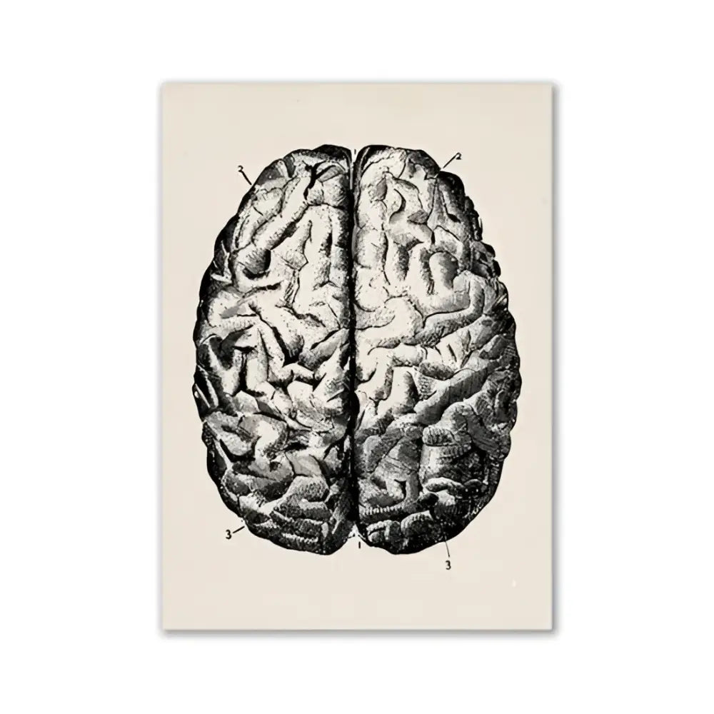 Decorbites™ vintage human anatomy canvas print featuring detailed black ink etching of a brain on cream background