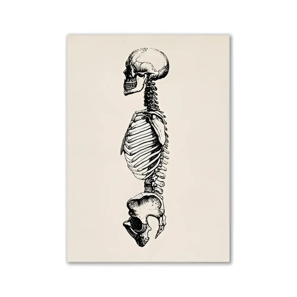 DecorBites™ vintage human anatomy canvas print featuring a detailed black-and-white skeleton illustration on off-white canvas