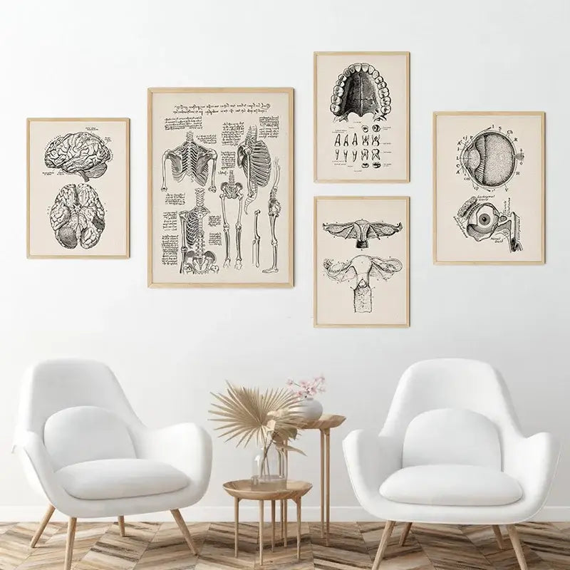 Set of five framed vintage human anatomy posters with detailed black-and-white illustrations on beige paper in light wood frames