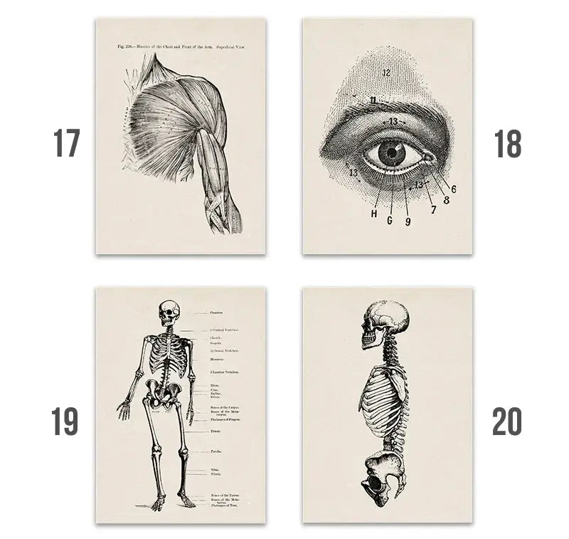 Set of four decorbites vintage human anatomy canvas prints featuring detailed black and white illustrations on off white paper