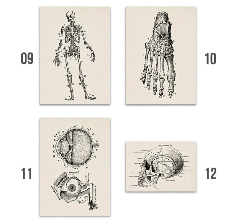 Set of four decorbites™ vintage human anatomy canvas prints featuring detailed black and white illustrations on off white paper