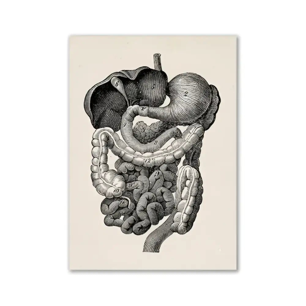 Decorbites™ vintage human anatomy canvas wall art featuring a detailed black and white engraving of the human digestive system