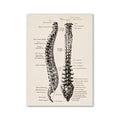 Decorbites™ vintage human anatomy canvas wall art featuring detailed black ink illustration of the human spine on beige background