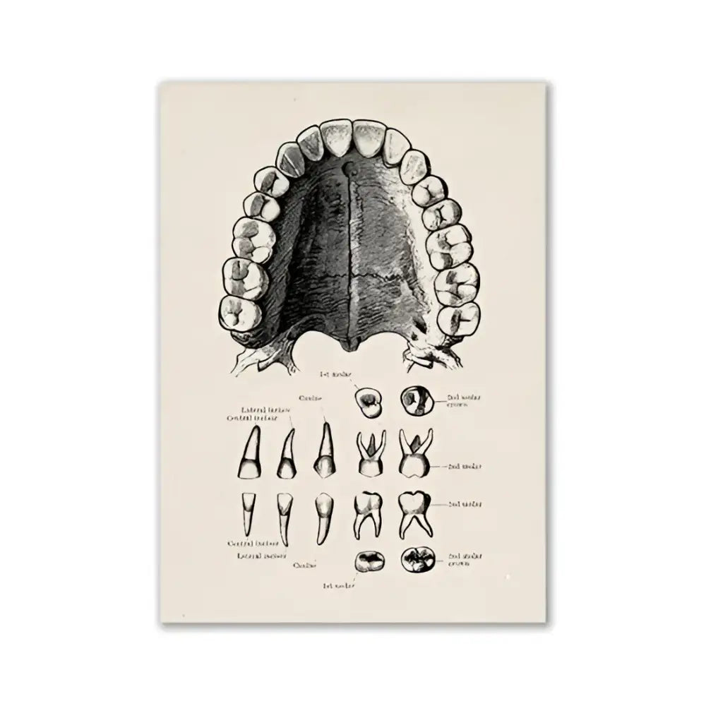 DecorBites™ vintage human anatomy canvas wall art featuring anatomical dental diagram print on aged off-white paper