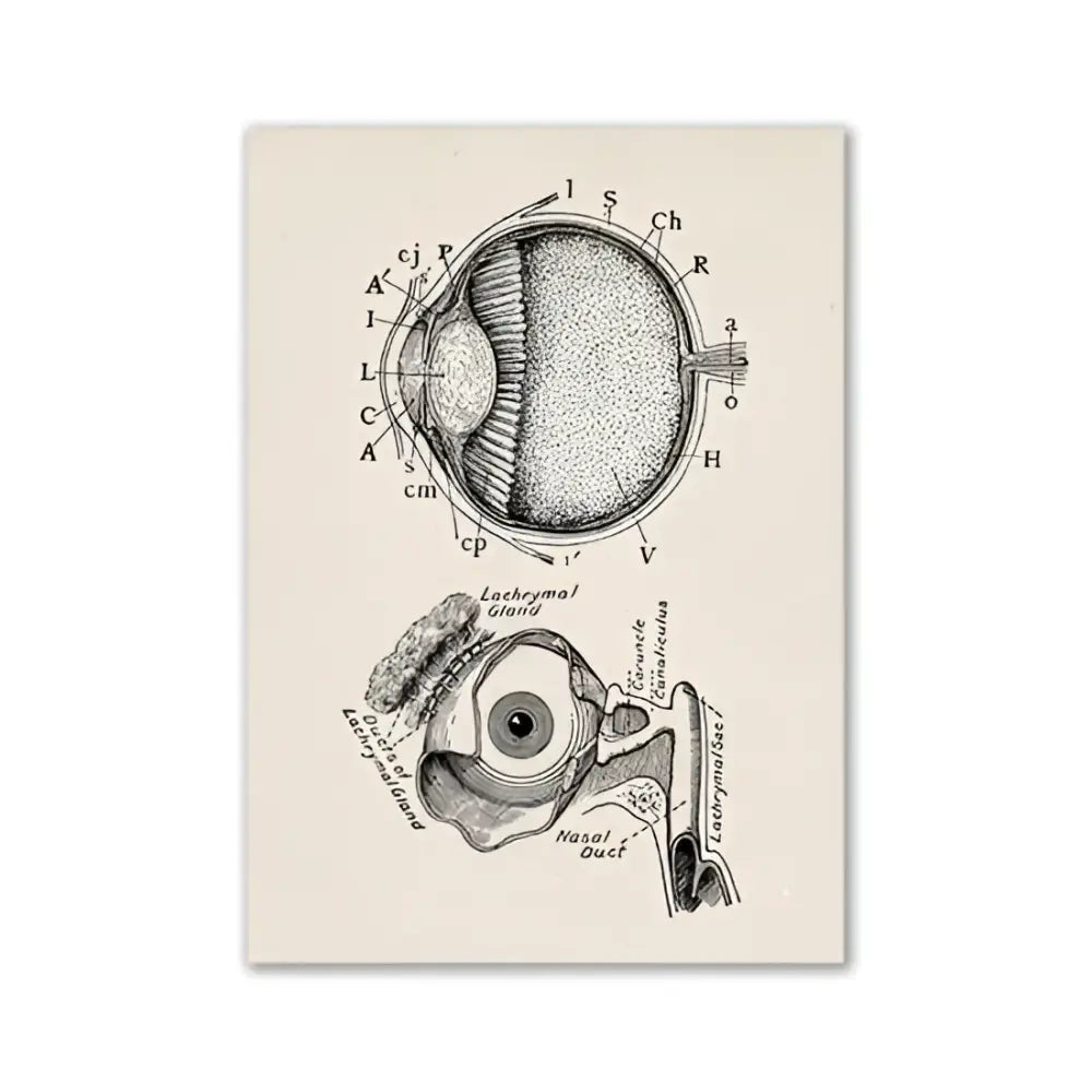 Decorbites™ vintage human anatomy canvas wall art with detailed black ink eye diagram on aged cream paper