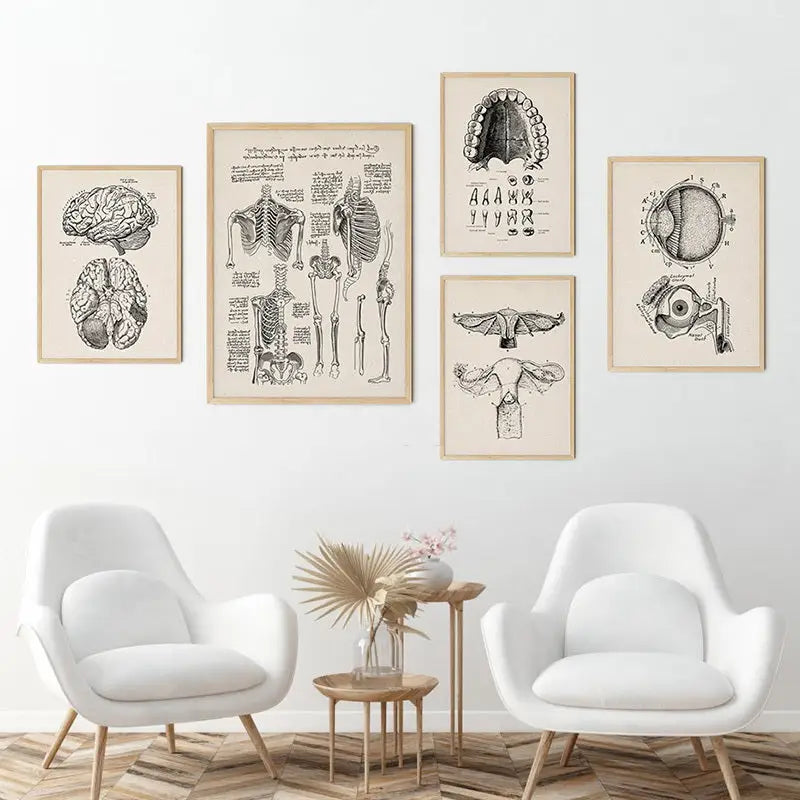 Set of five vintage human anatomy posters with detailed black-and-white illustrations on beige paper in wood frames