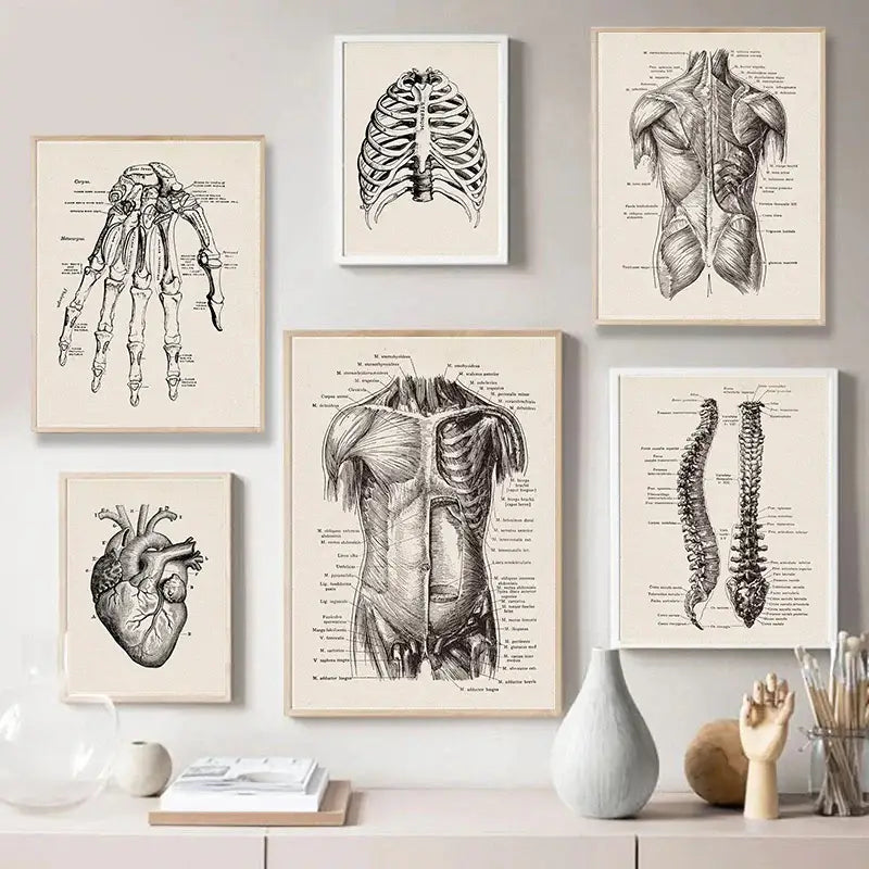 Set of six framed vintage human anatomy black and white prints on cream paper by decorbites canvas wall art