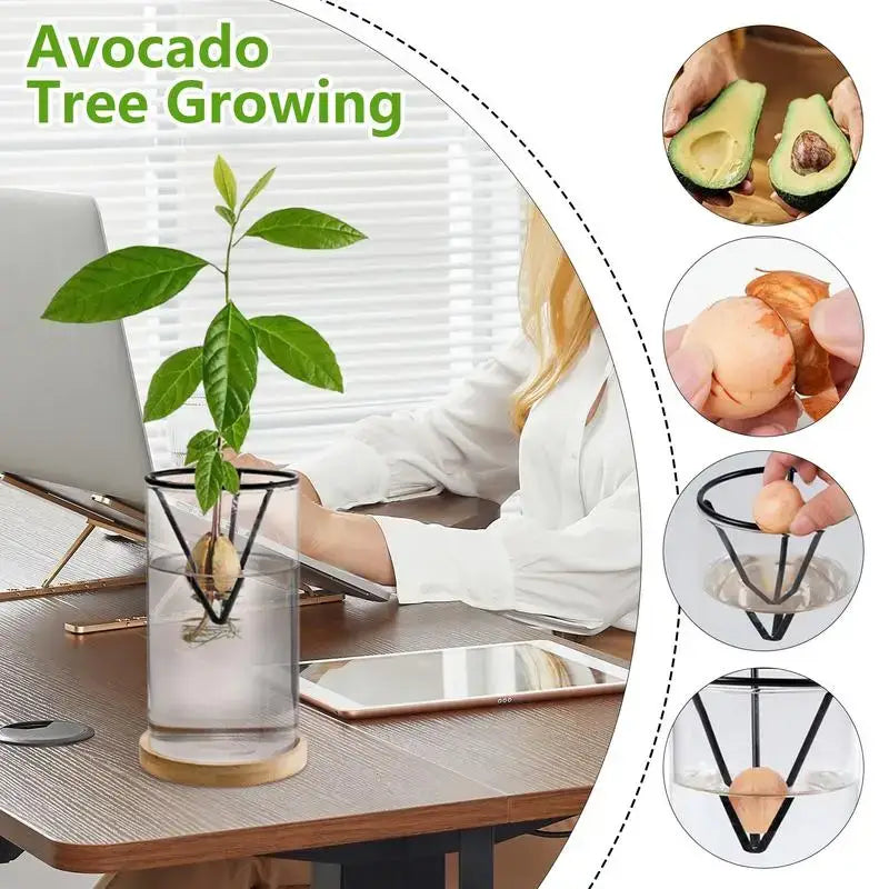 Hydroponic Avocado Planting Set Glass
