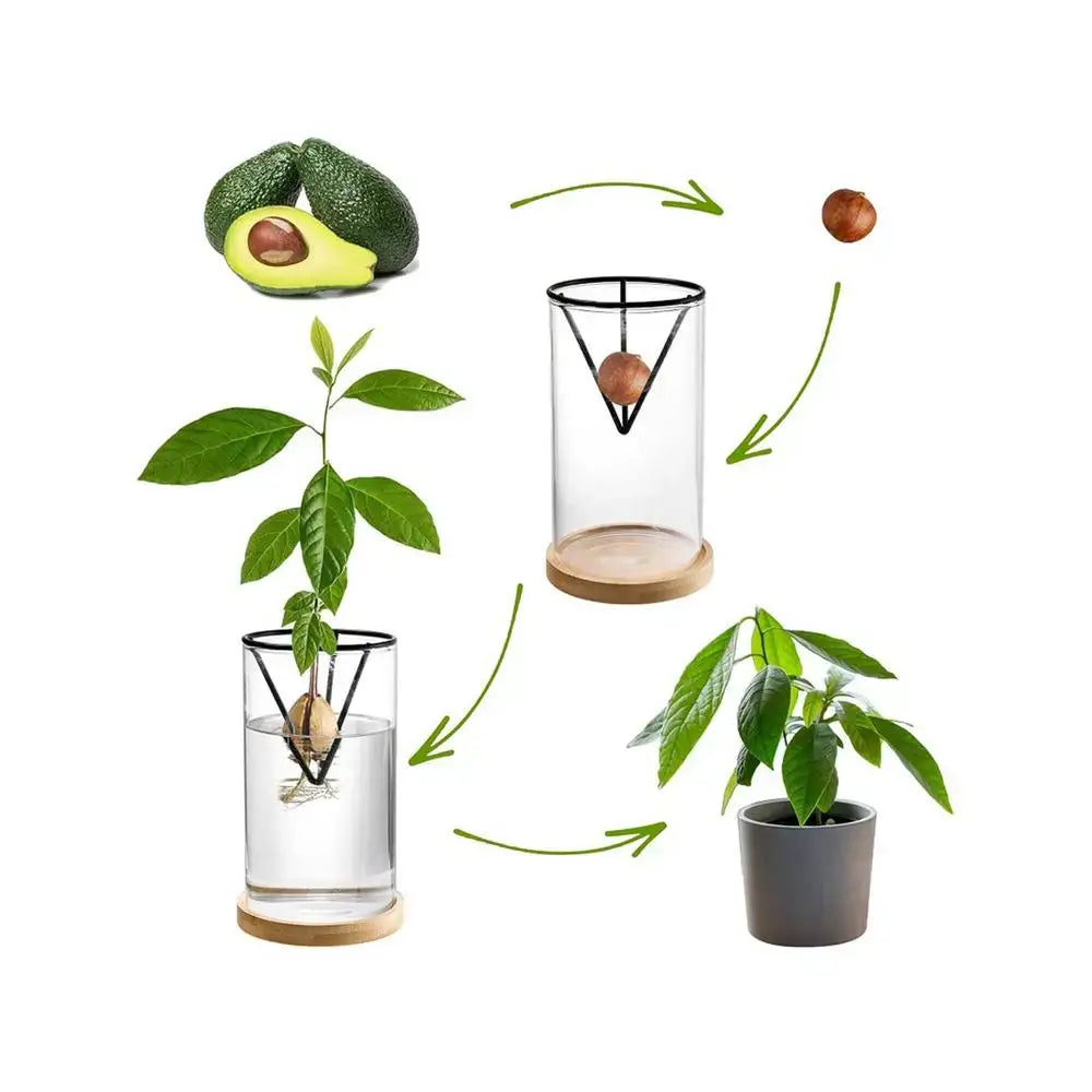 Hydroponic Avocado Planting Set Glass