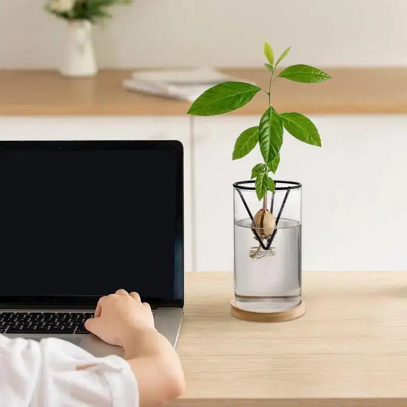 Hydroponic Avocado Planting Set Glass