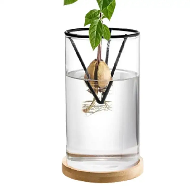 Hydroponic Avocado Planting Set Glass