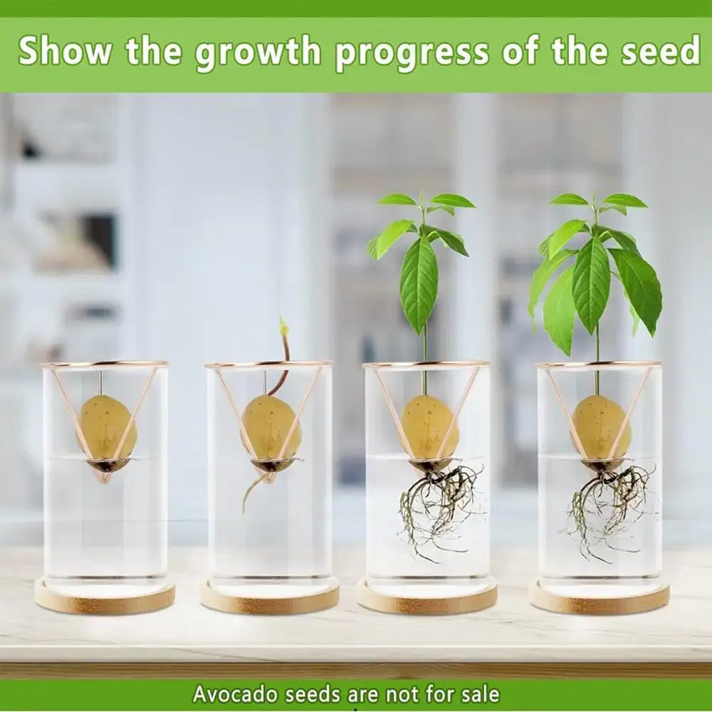 Hydroponic Avocado Planting Set Glass