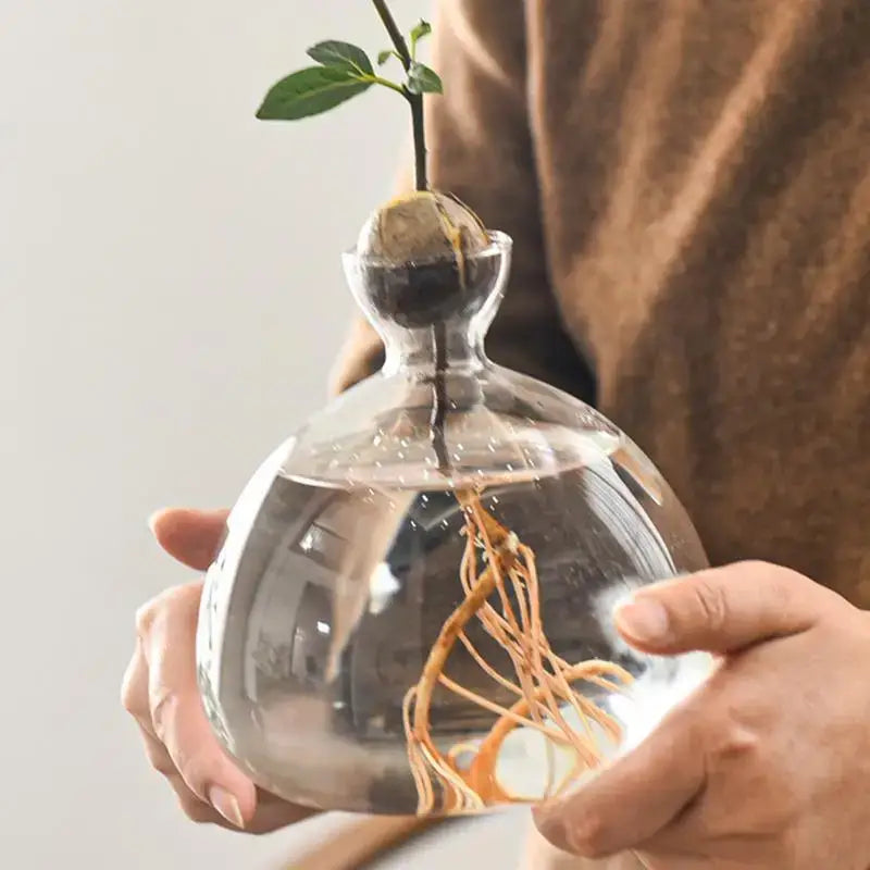 Hydroponic Avocado Seed Vase