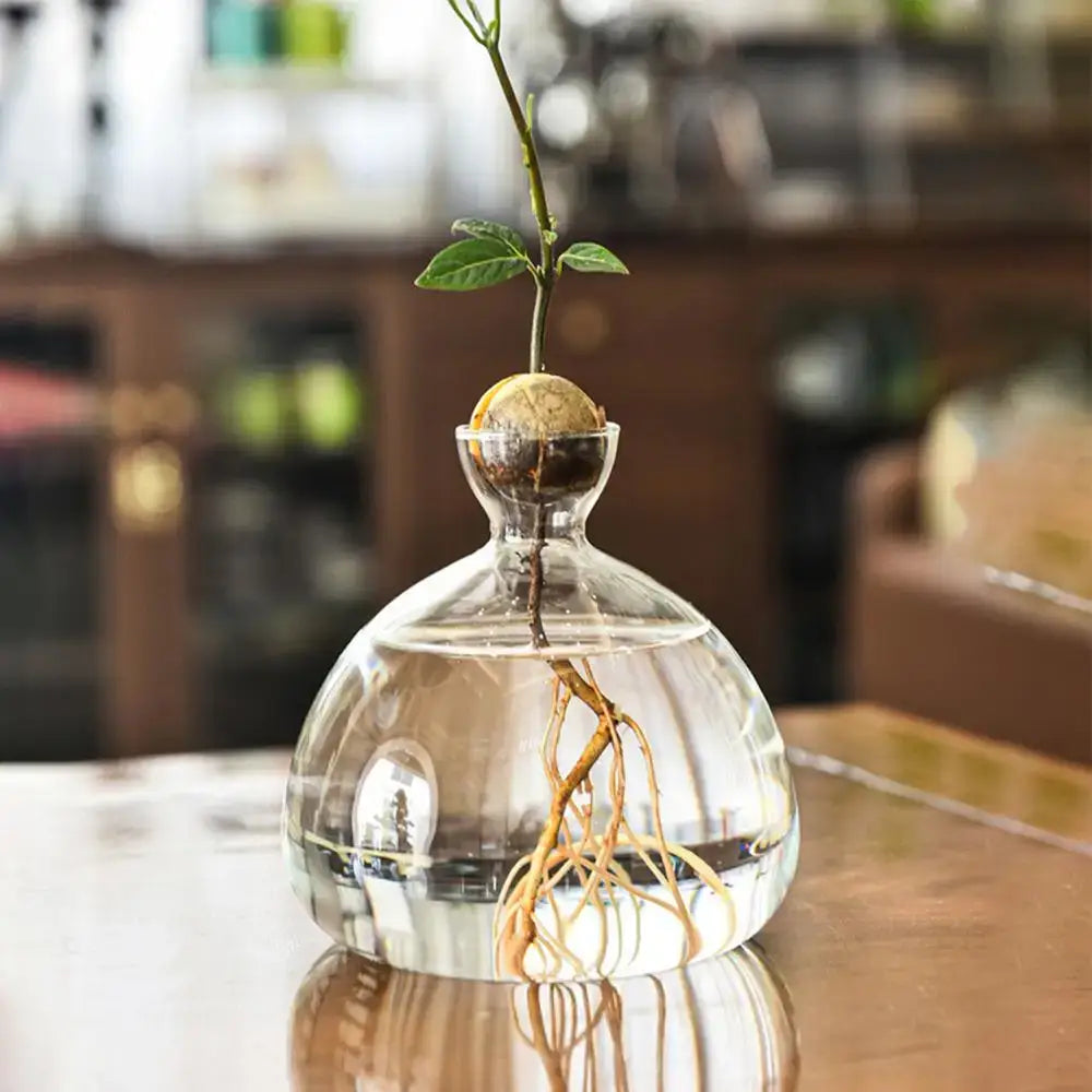 Hydroponic Avocado Seed Vase