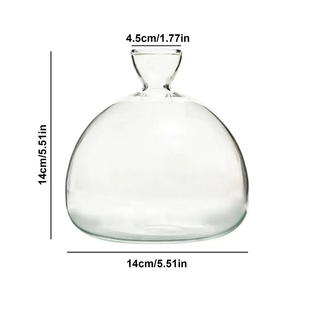 Hydroponic Avocado Seed Vase